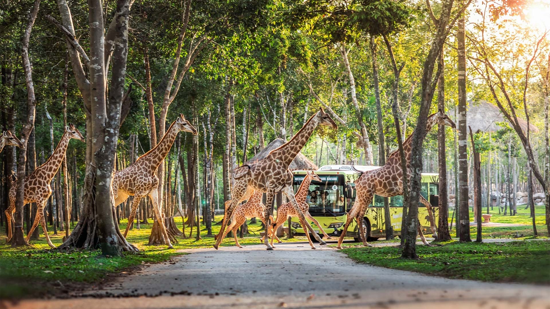 Safari Vinhomes Global Gate – mô hình công viên hoang dã độc đáo, không gian sinh thái tự nhiên rộng lớn, trải nghiệm khám phá – giáo dục – giải trí hấp dẫn, góp phần nâng tầm giá trị sống và du lịch tại Hạ Long.